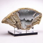 Florida Agatized Fossil Coral + custom acrylic stand // Ver. I