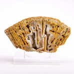 Florida Agatized Fossil Coral + custom acrylic stand // Ver. II