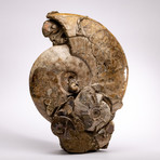 Madagascar Fossil Ammonite Cluster