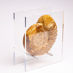 Perisphinctes Ammonite + acrylic stand // Ver. IV
