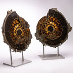 Russian Pyritized Spitoiceras Ammonite + Aluminum stand