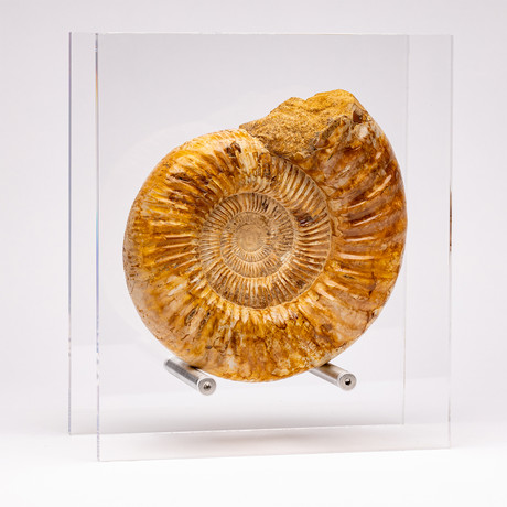 Top Quality Perisphinctes Fossil Ammonite + Acrylic Display