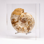 Perisphinctes Ammonite + acrylic stand // Ver. VI