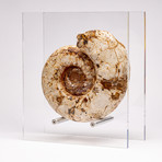 Perisphinctes Ammonite + acrylic stand // Ver. VI