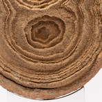 Moroccan Stromatolite + Acrylic Stand // Ver. I