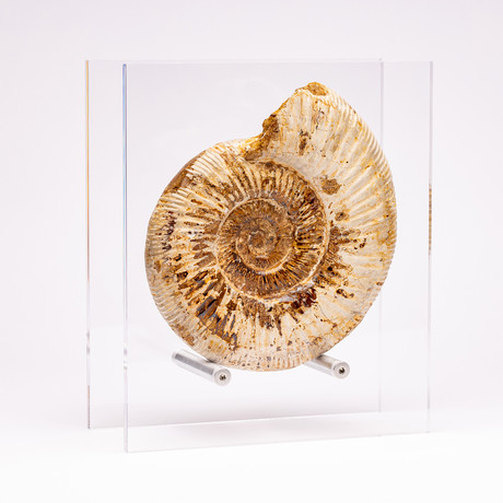 Perisphinctes Ammonite + acrylic stand // Ver. III