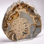UK Jurassic Coast Fossil Ammonite