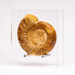 Perisphinctes Ammonite + acrylic stand // Ver. IV
