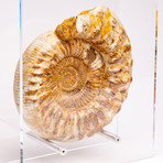 Perisphinctes Ammonite + acrylic stand // Ver. II