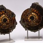Russian Pyritized Spitoiceras Ammonite + Aluminum stand