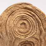 Moroccan Stromatolite + Acrylic Stand // Ver. I