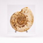 Perisphinctes Ammonite + acrylic stand // Ver. III