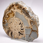 UK Jurassic Coast Fossil Ammonite