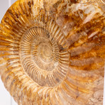 Top Quality Perisphinctes Fossil Ammonite + Acrylic Display