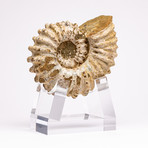 Douvilleiceras Ammonite + acrylic stand // Ver. III
