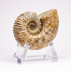 Douvilleiceras Ammonite + acrylic stand // Ver. I