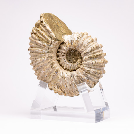 Madagascar Douvilleiceras Fossil Ammonite + Acrylic Base