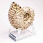 Madagascar Douvilleiceras Fossil Ammonite + Acrylic Base