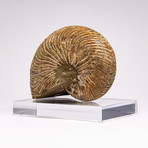 Cymatoceras Ammonite + Acrylic Stand