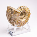 Douvilleiceras Ammonite + acrylic stand // Ver. I