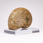 Cymatoceras Ammonite + Acrylic Stand