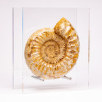 Perisphinctes Ammonite + Acrylic Stand // Ver. I