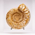 Perisphinctes Ammonite + Acrylic Stand // Ver. I