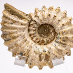 Douvilleiceras Ammonite + acrylic stand // Ver. III