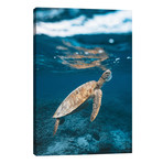 Great Barrier Reef Turtle Underwater // James Vodicka