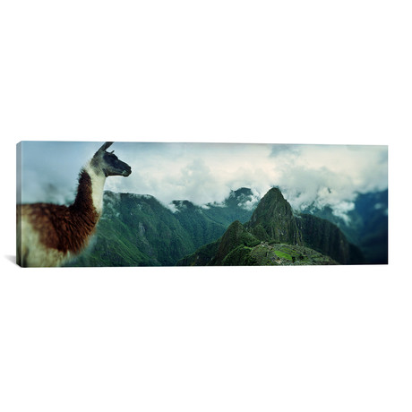 Alpaca (Vicugna pacos), Machu Picchu, Cusco Region, Peru // Panoramic Images (60"W x 20"H x 0.75"D)