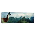 Alpaca (Vicugna pacos), Machu Picchu, Cusco Region, Peru // Panoramic Images (60"W x 20"H x 0.75"D)