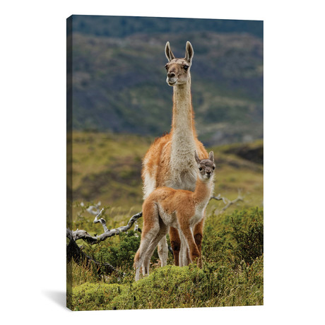 Guanaco and Baby, Andes Mountain, Torres del Paine National Park, Chile, Patagonia // Adam Jones