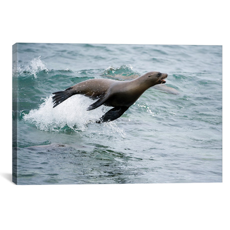 Galapagos Sea Lion Surfing Wave, Mosquera Island, Galapagos Islands, Ecuador // Tui De Roy