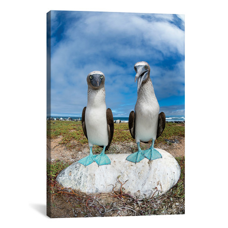 Blue-Footed Booby Pair, Santa Cruz Island, Galapagos Islands, Ecuador // Tui De Roy