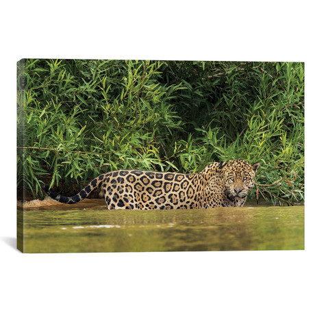 Brazil, Pantanal, Wild jaguar in water, // Jaynes Gallery