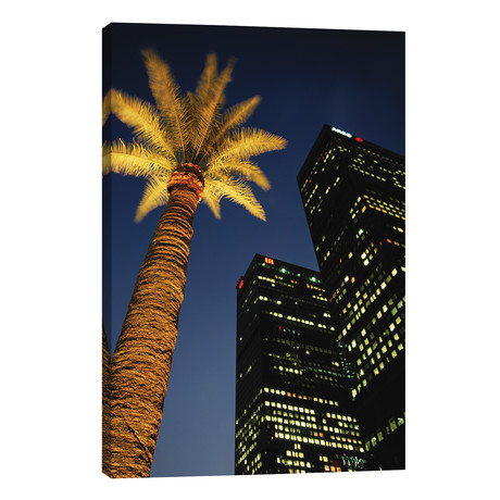 Low-Angle View Of An Illuminated Palm Tree, Los Angeles, California, USA // Walter Bibikow