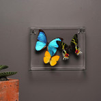 Butterflies in Lucite Frame // Ver. 2