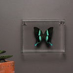 Butterflies in Lucite Frame // Ver. 3