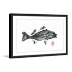 Queen Corvina (12"W x 8"H x 1.5"D)