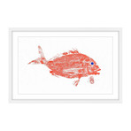 Red Snapper (12"W x 8"H x 1.5"D)