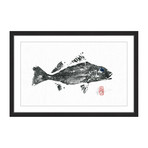 Queen Corvina (12"W x 8"H x 1.5"D)