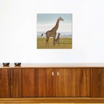 Color Giraffe & Calf // Klaus Tiedge