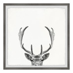Giant Antlers (12"W x 12"H x 1.5"D)