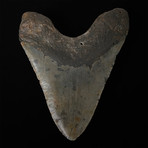 5.45" Megalodon Shark Tooth Fossil