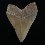 5.75" Serrated Megalodon Shark Tooth Fossil