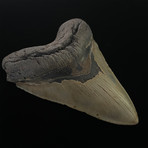 5.86" Serrated Megalodon Shark Tooth Fossil