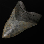 5.58" Speckled Megalodon Shark Tooth Fossil