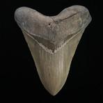 5.65" Serrated Megalodon Shark Tooth Fossil