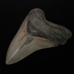 5.38" Serrated Megalodon Shark Tooth Fossil