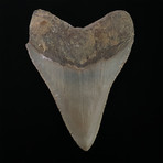 5.31" Serrated Megalodon Shark Tooth Fossil